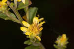 Downy ragged goldenrod